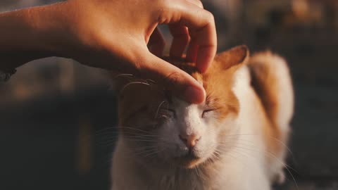 All creatures need a touch of tenderness. Look at this cat how relaxed and safe