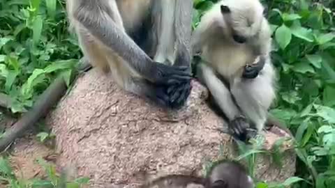 Monkeys play in forest with other monkeys