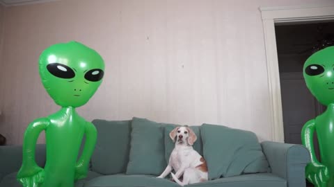 Dog Unimpressed by Alien Invasion Funny Dog Maymo