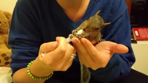How to Feed a Baby Squirrel. Cute and Adorable.