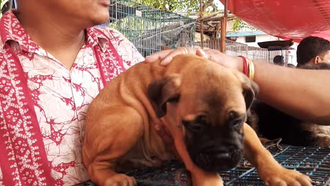 Bull Mastiff