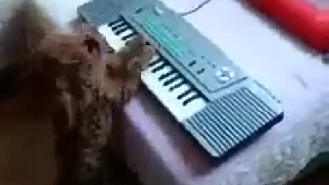 The dog plays the piano