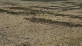 Chasing a rabbit in school playground