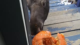 Moose Munches Pumpkin on Doorstep