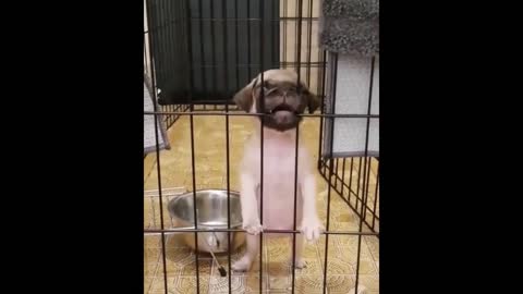 Naughty puppy funny action