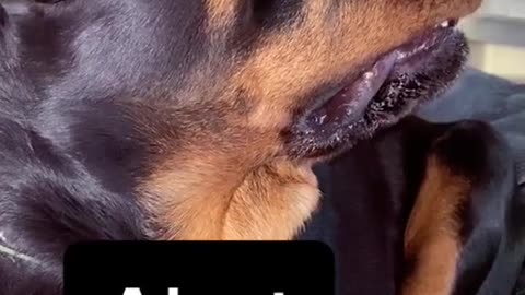 Rottweilers are faster than bullets