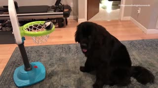 Black dog knocks ball into green and blue basketball hoop with nose