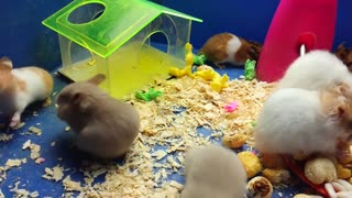 Hamster pet is crowded, and I also gather with my family
