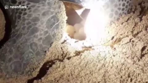 Heartwarming moment endangered green sea turtle successfully lays eggs on beach