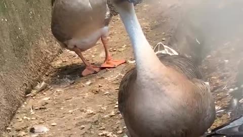 Goose