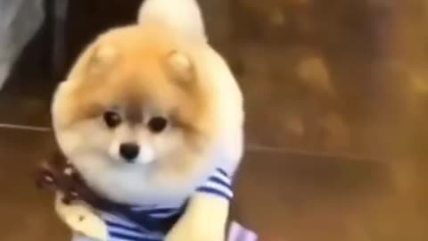 Cute baby dog ​​in beautiful ll Entertainment Video