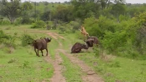 Lion vs Buffalo. animal Fight