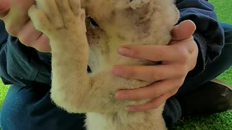 Cute little lion is drinking water