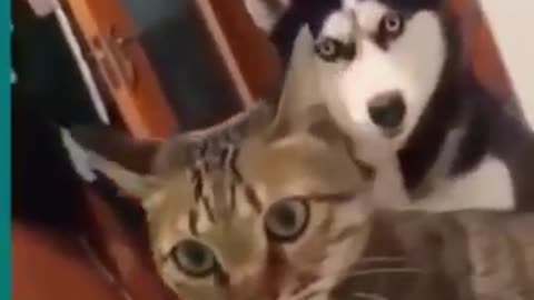 ----Cats and dogs fighting very funny--__ Try not to laugh ___shorts(360P)