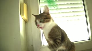 Funny Kitten Plays on the Window Sill