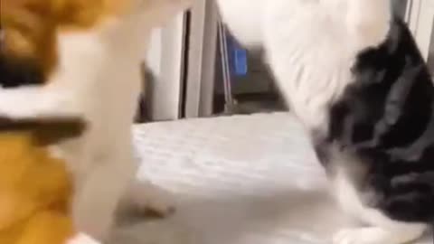 A dog-cat fight is SO CUTE 😂