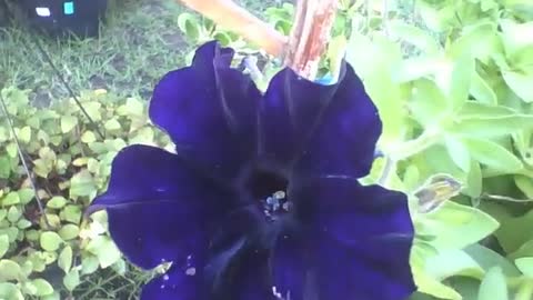 Beautiful blue petunia flowers at flower shop, unparalleled beauty [Nature & Animals]