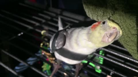 Thankful cockatiel repeatedly says "good bird" for scratches