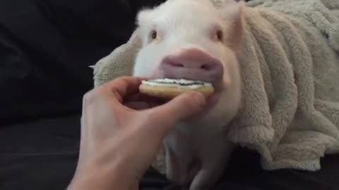 Pickle the mini pig gets a Halloween treat