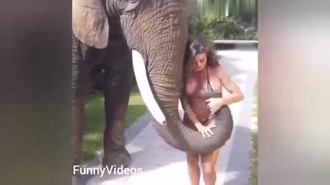 Sexy Girls vs Funny Animals