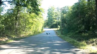 Lots of turkey's crossing the road
