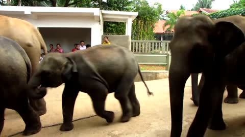 Pinnawala, the March of the Elephants.