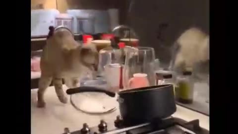 Cats getting food for themselves