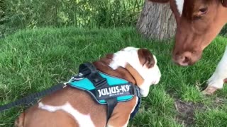 Bulldog and cow share precious first meeting together