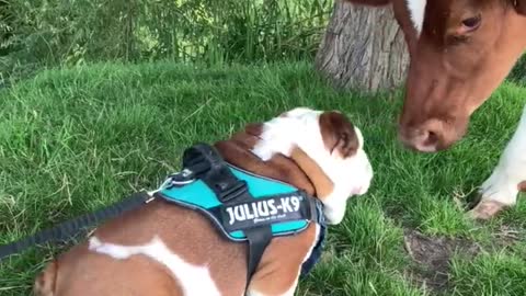 Bulldog and cow share precious first meeting together