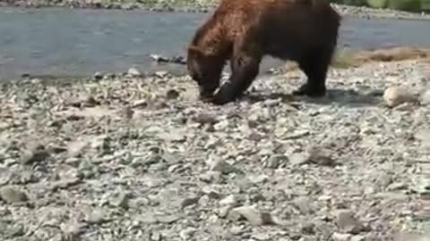 Bear encounter in Katmai national park Alaska