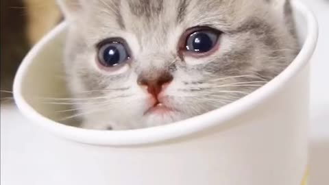 Cute Cat in Cup