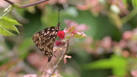 Two Butterflies on Pink Flower