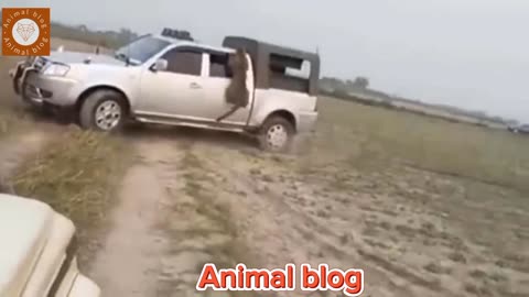 leopard 🐆 attack man 😮 in truck 🚛