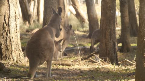 Kangaroo Wallaby Marsupial Animal Australia