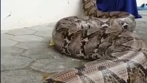 Big snake friendship with little girl