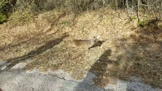 Rescuing Buck Caught on Fence