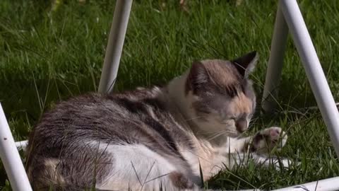 Beautiful cat cai in the garden cat