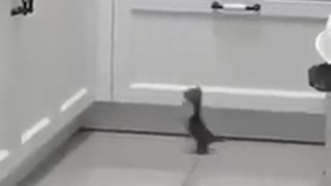 My little cat cant To jump