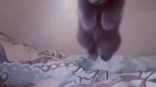 Cat Watching my Hands Under the Blanket