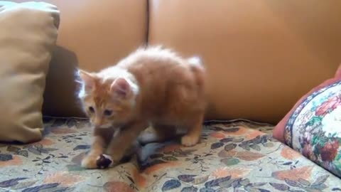 Kitten playing very cute