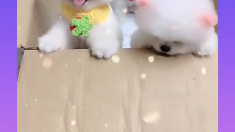 cute dogs