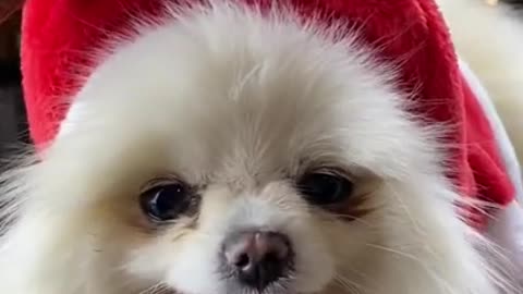 Cute Dog getting ready for Christmas 2021