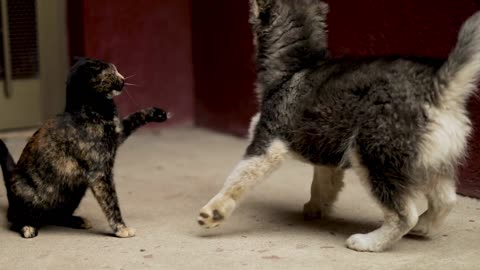 Oscar-winning fights between dogs and cats