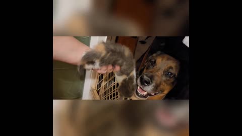 Dog And Her Adopted Kitten Have The Sweetest happiness