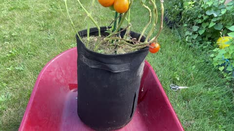 An all-in-one tomato and potato plant!