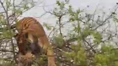 Tiger Attack Monkey On a Tree , #Wild Nature # Miracles # Tiger Climbing Tree