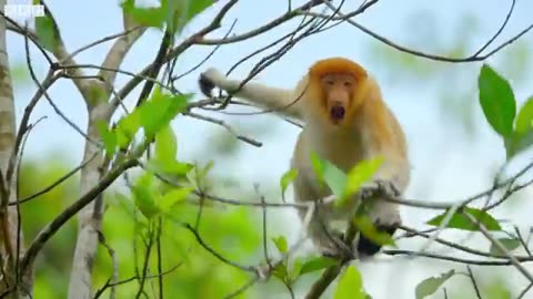 Proboscis Monkey Leap In To Crocodile -in fested river 2024viral