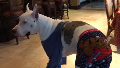 Great Dane Laughs At Scooby Shorts Tshirt Solution For Licking