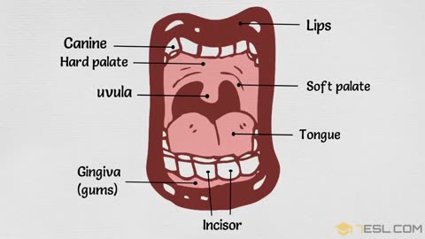 Parts Of The Body In English | Human Body Parts Name