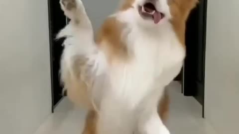 TikTok dog🥰